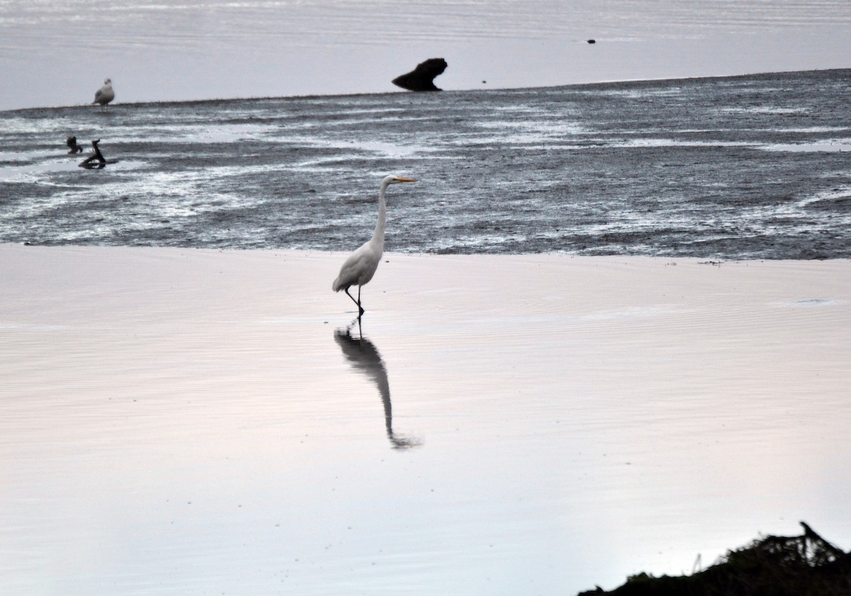 大白鷺 - ML644474035