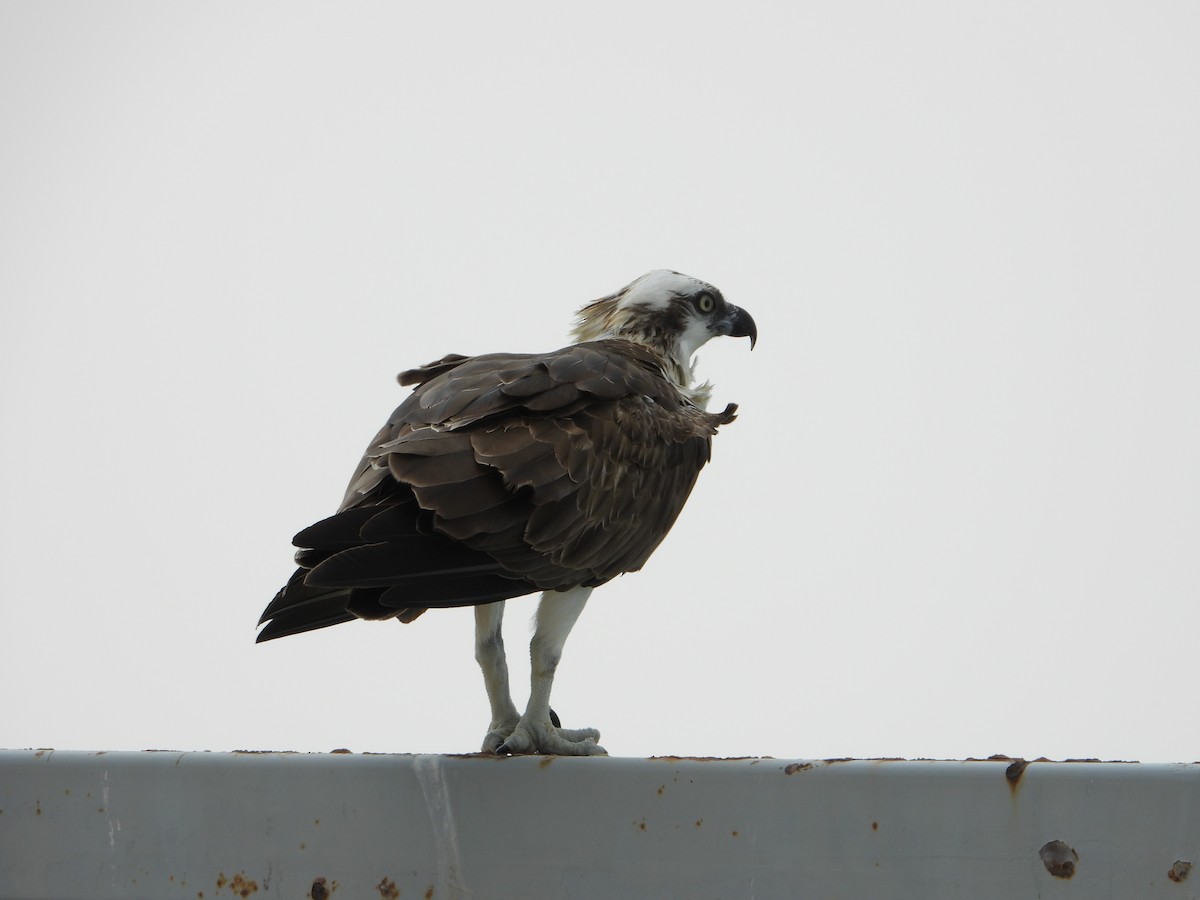 Загасч явлаг - ML644474045