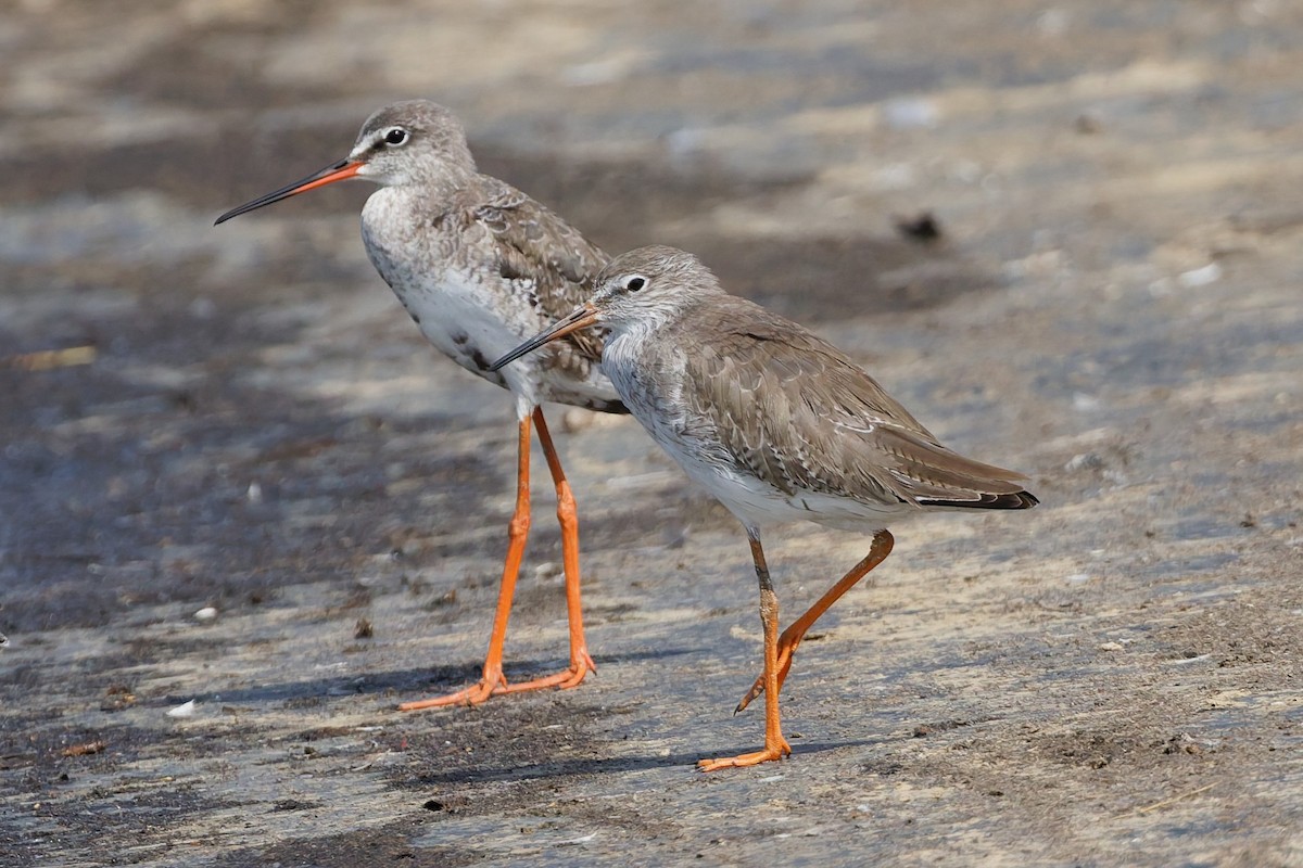 Kızılbacak - ML644474046