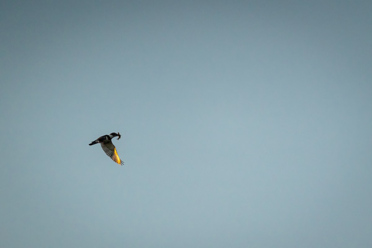 Belted Kingfisher - ML644474056