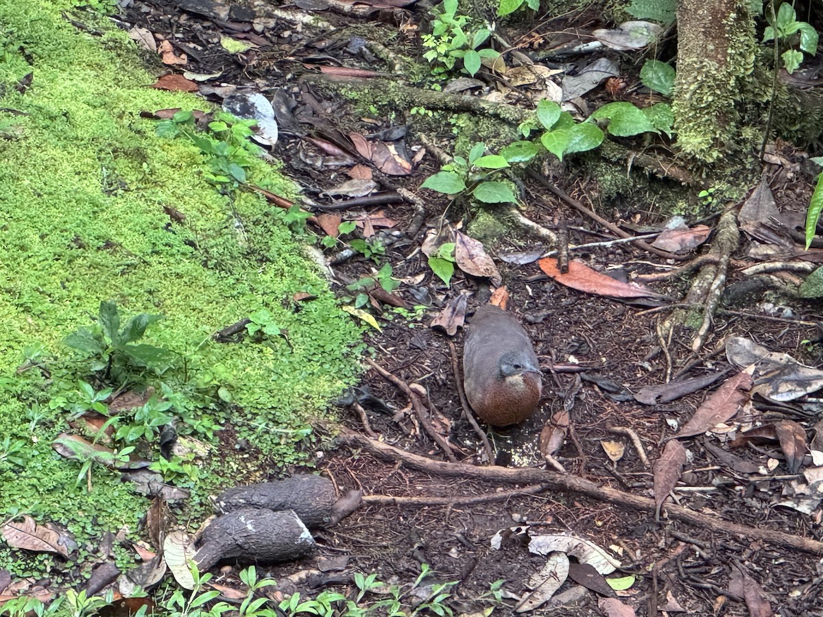 コシギダチョウ - ML644474057