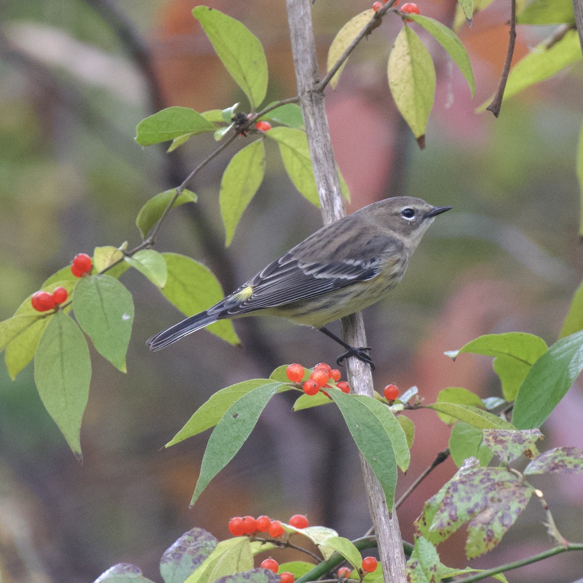 Yellow-rumped Warbler - ML644474063