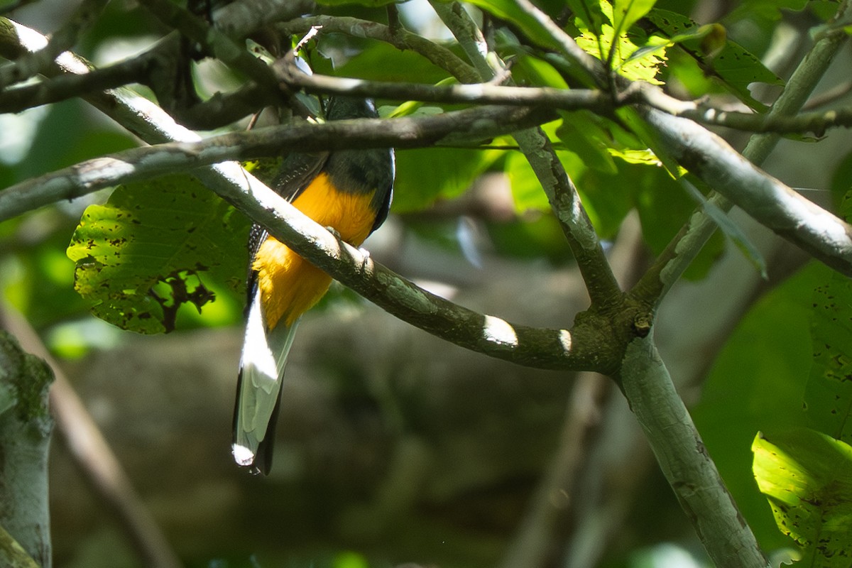 White-tailed Trogon - ML644474074