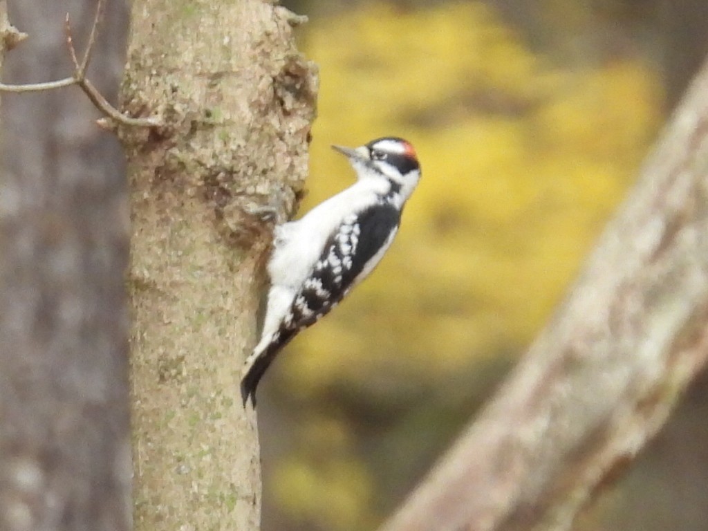 セジロコゲラ - ML644474076