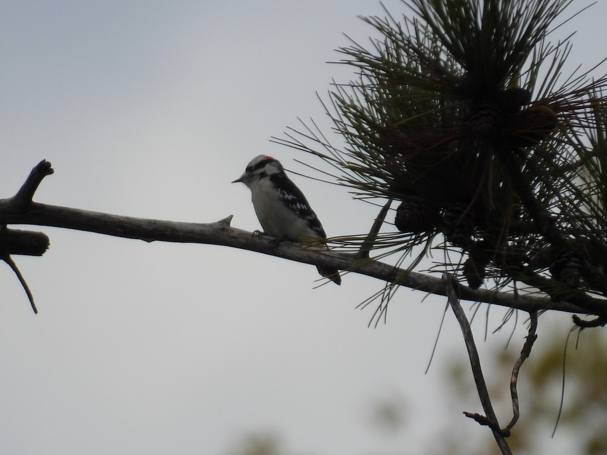 セジロコゲラ - ML644474077