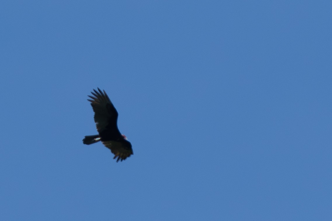 Turkey Vulture - ML644474079