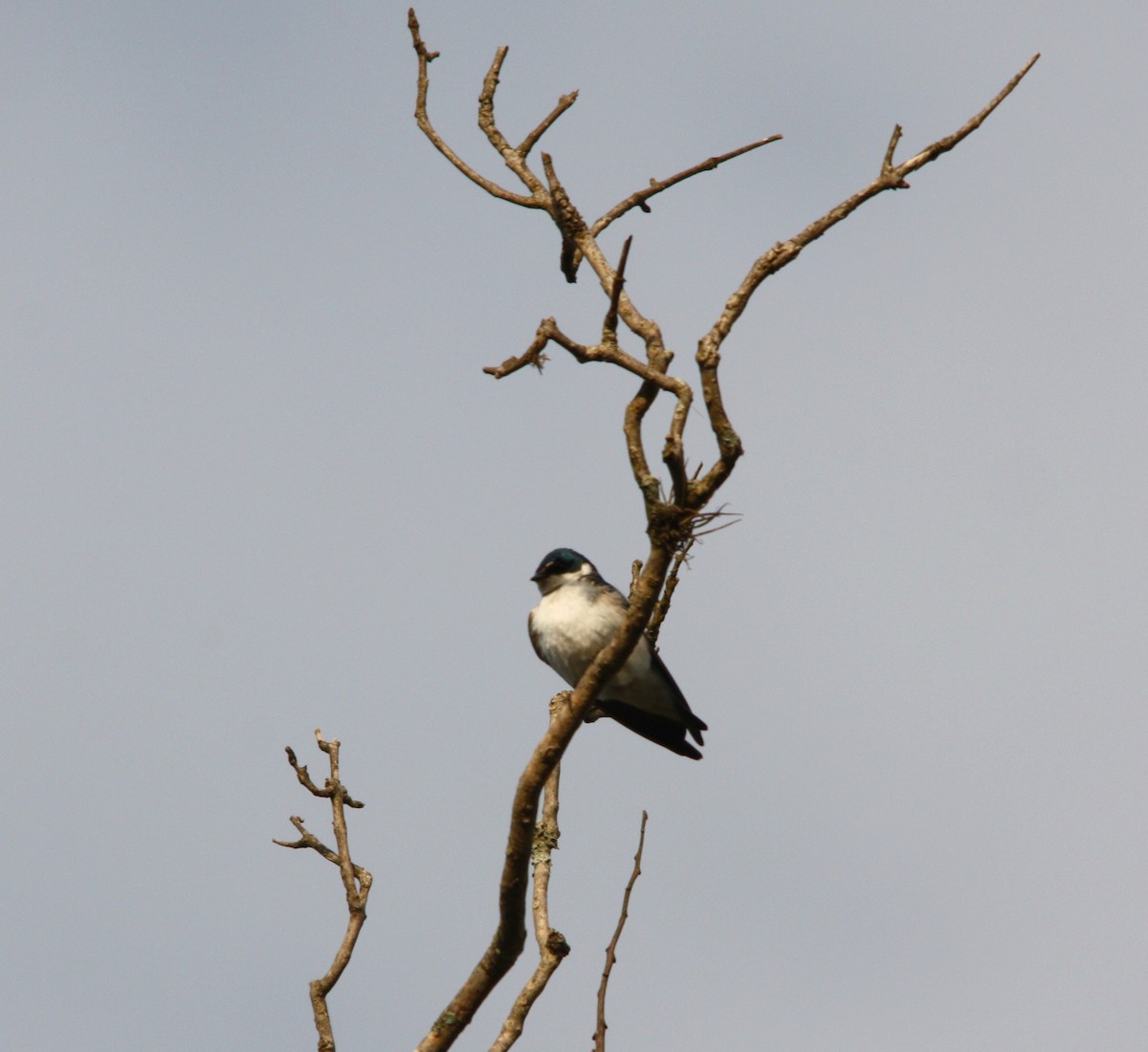 Weißbürzelschwalbe - ML644474084