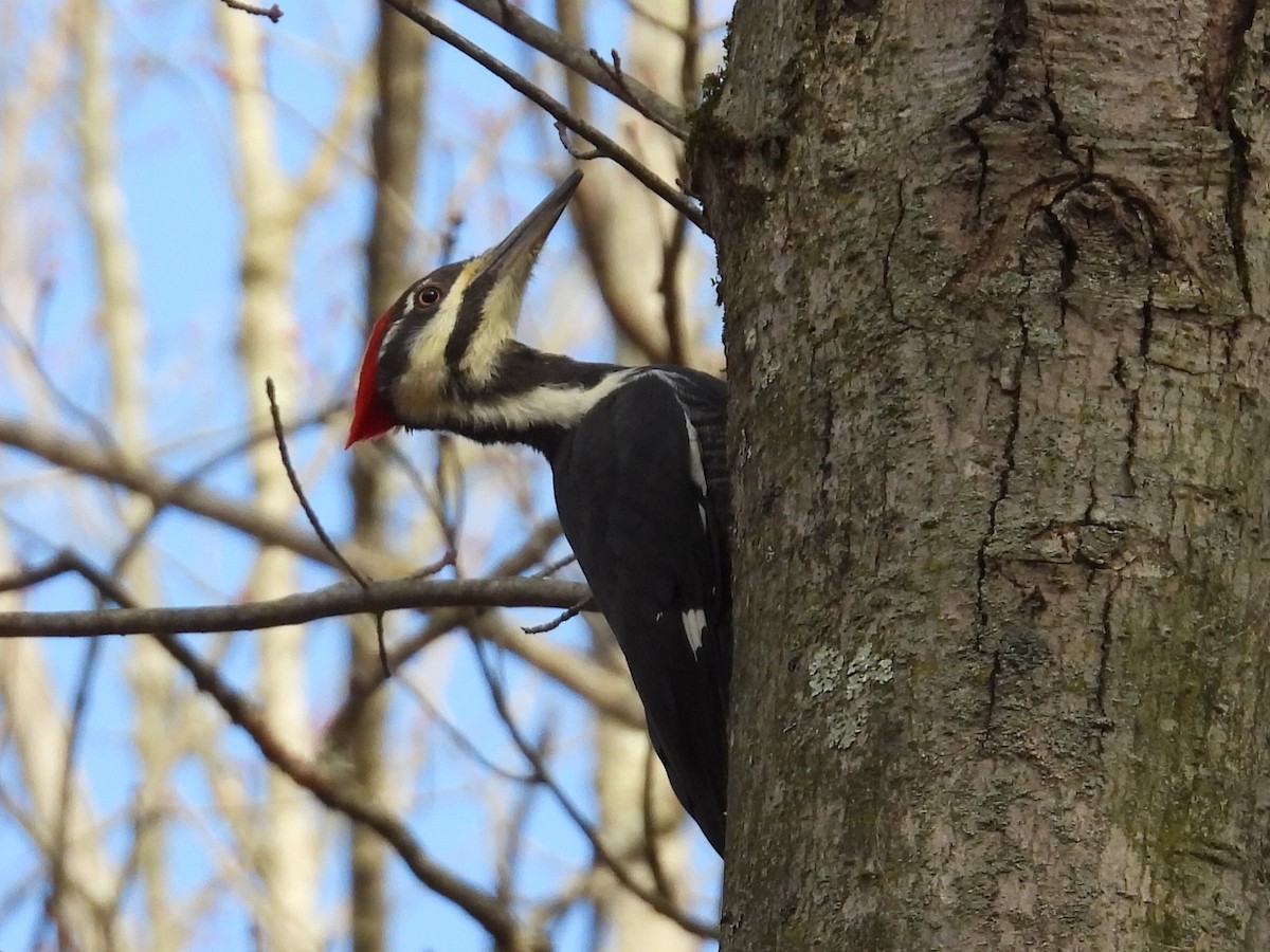 エボシクマゲラ - ML644474086