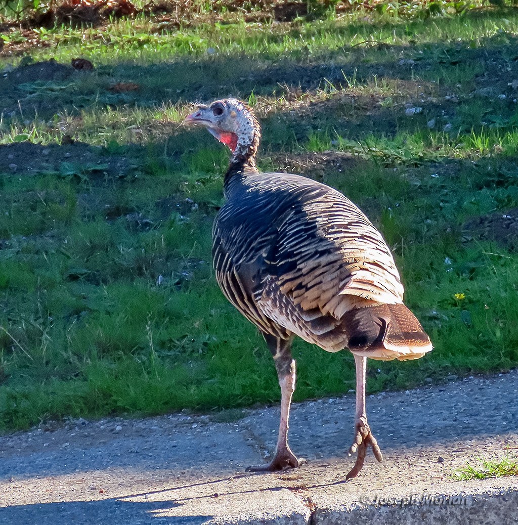 Dindon sauvage - ML644474089