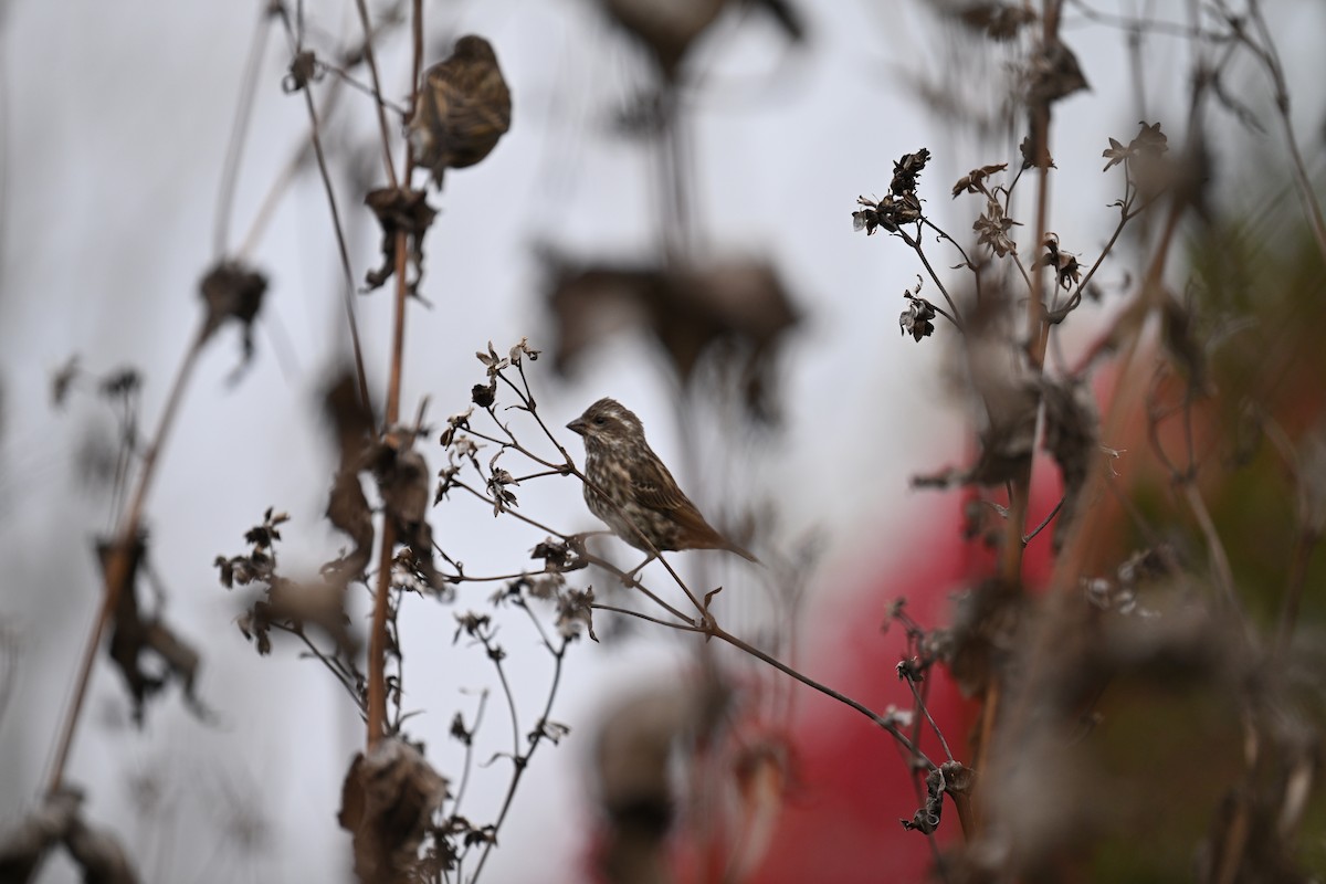 purpurfink - ML644474090