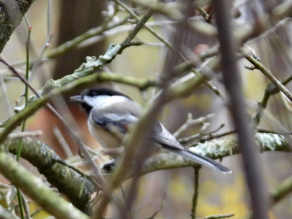 アメリカコガラ - ML644474094