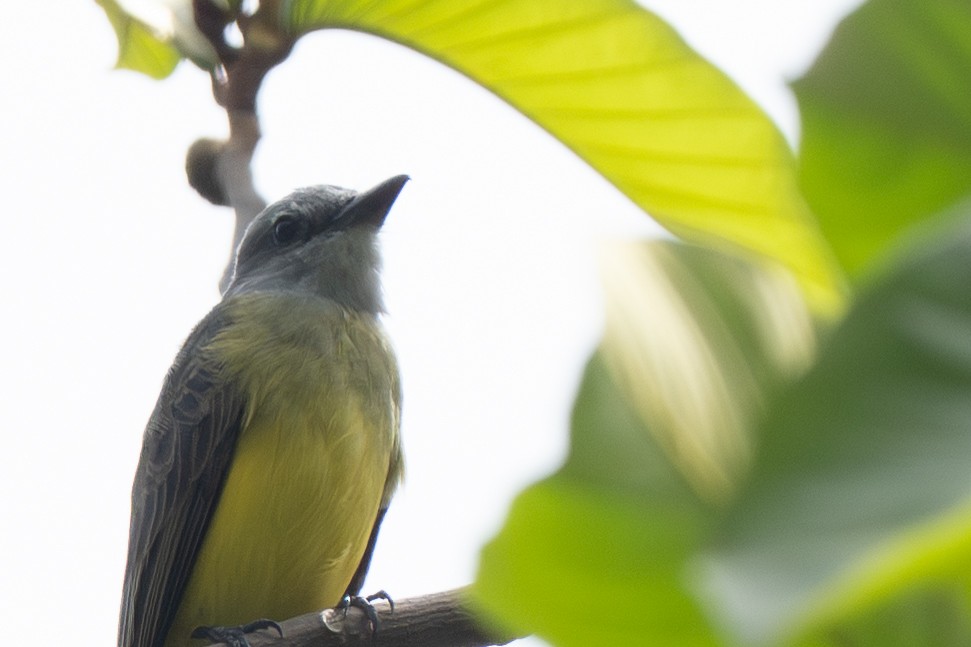 Tropical Kingbird - ML644474096