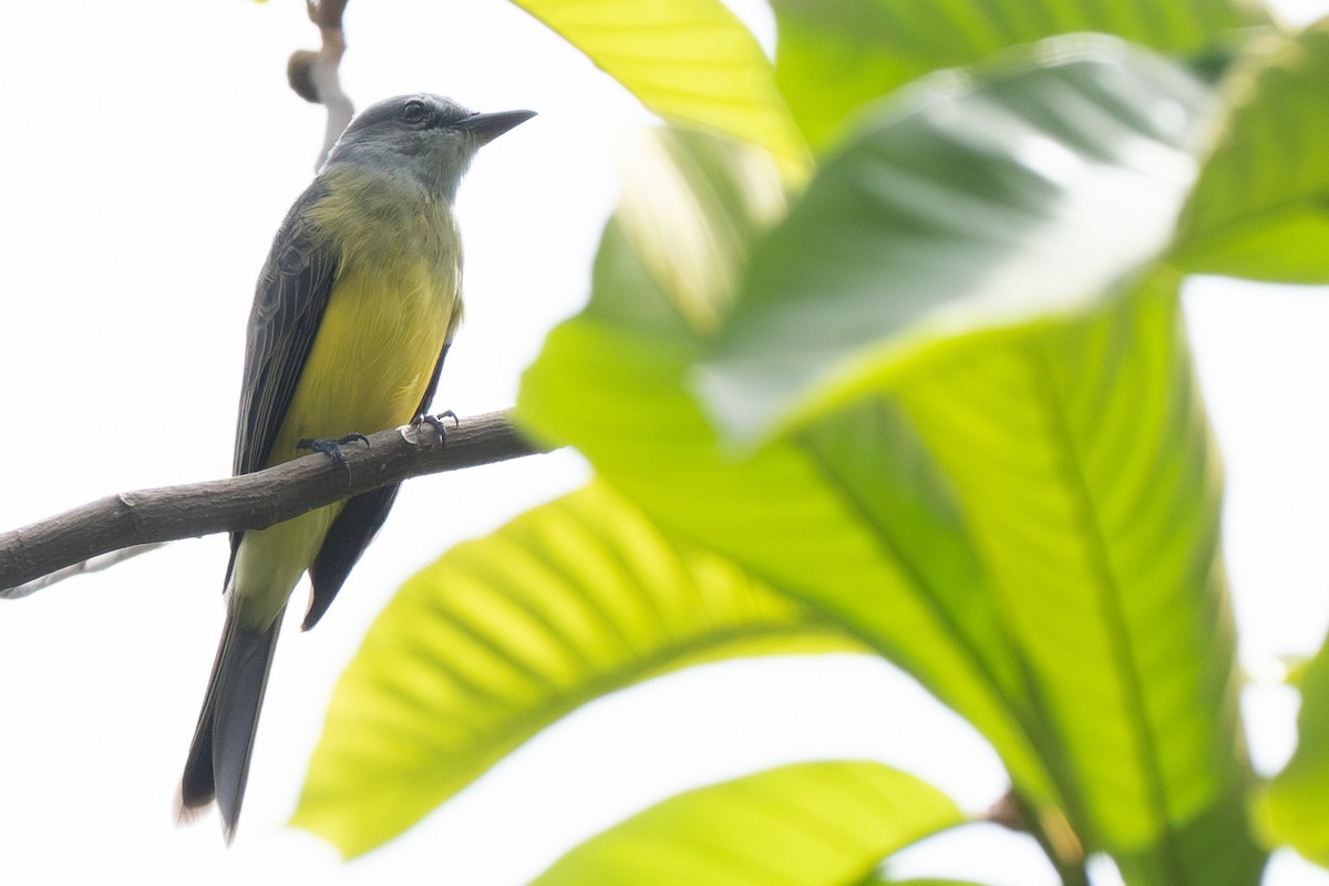 Tropical Kingbird - ML644474097