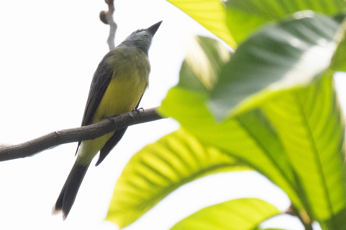 Tropical Kingbird - ML644474099