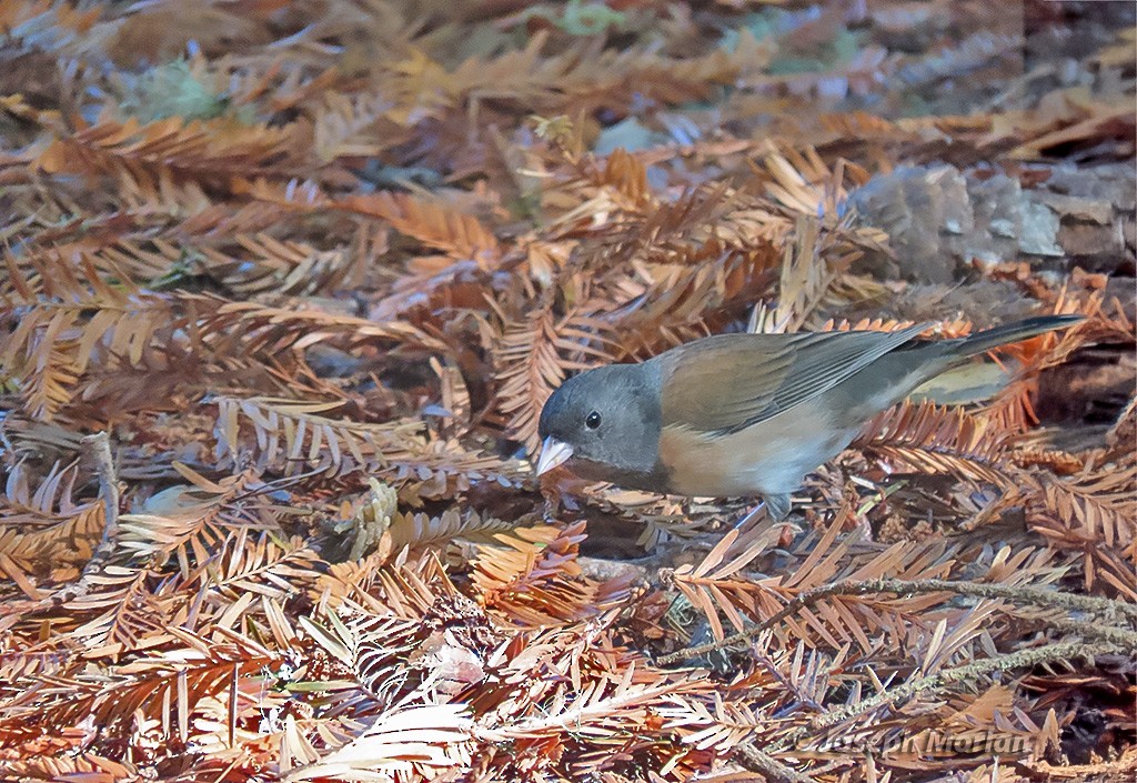 Junco ardoisé - ML644474110