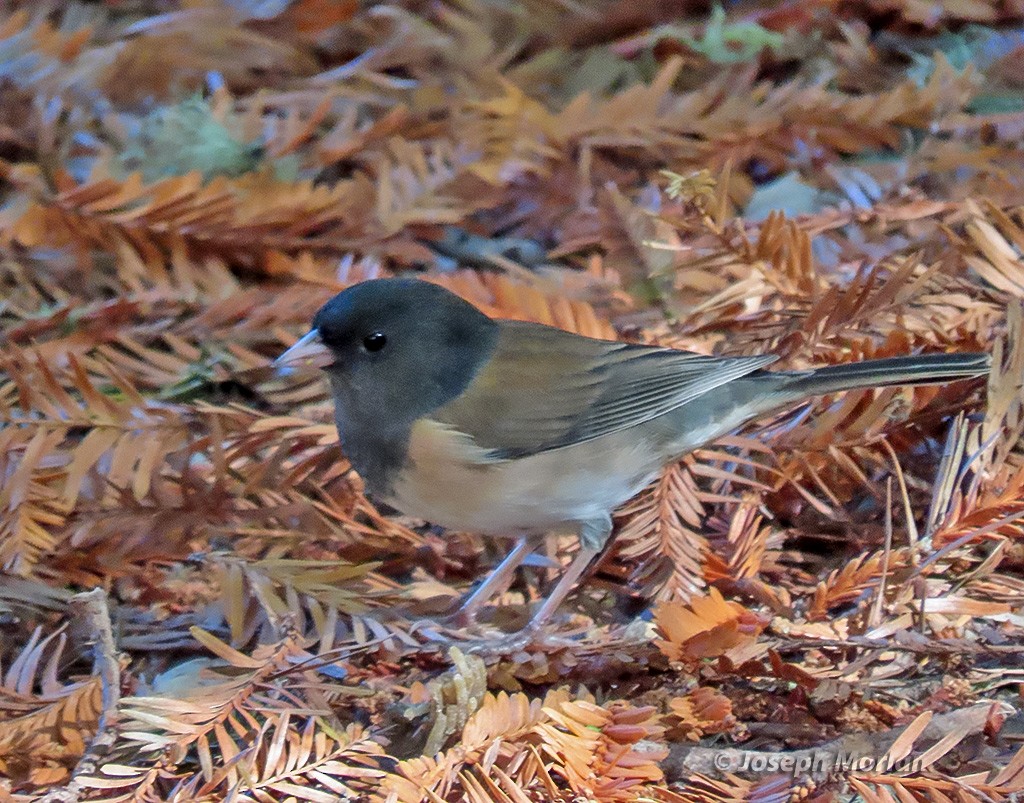 Junco ardoisé - ML644474111