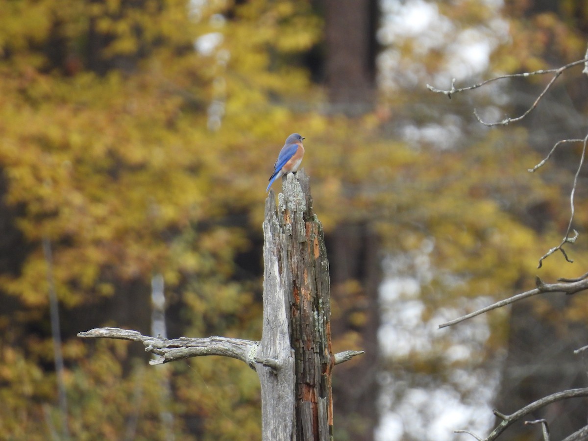 ルリツグミ - ML644474116