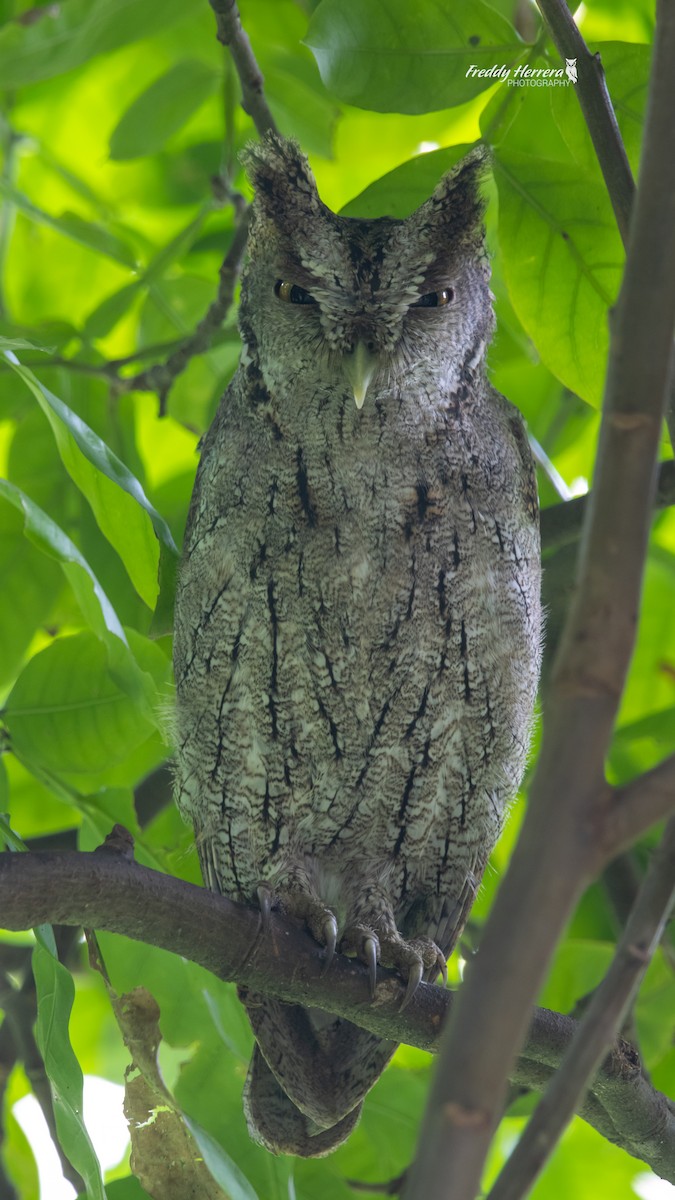Pacific Screech-Owl - ML644474118