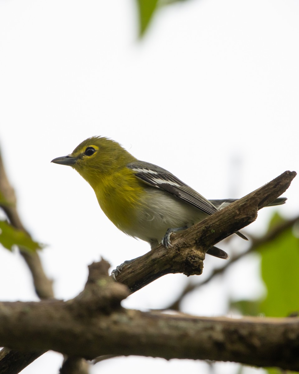 Yellow-throated Vireo - ML644474123