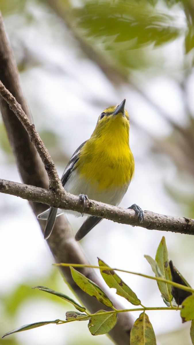 Yellow-throated Vireo - ML644474124