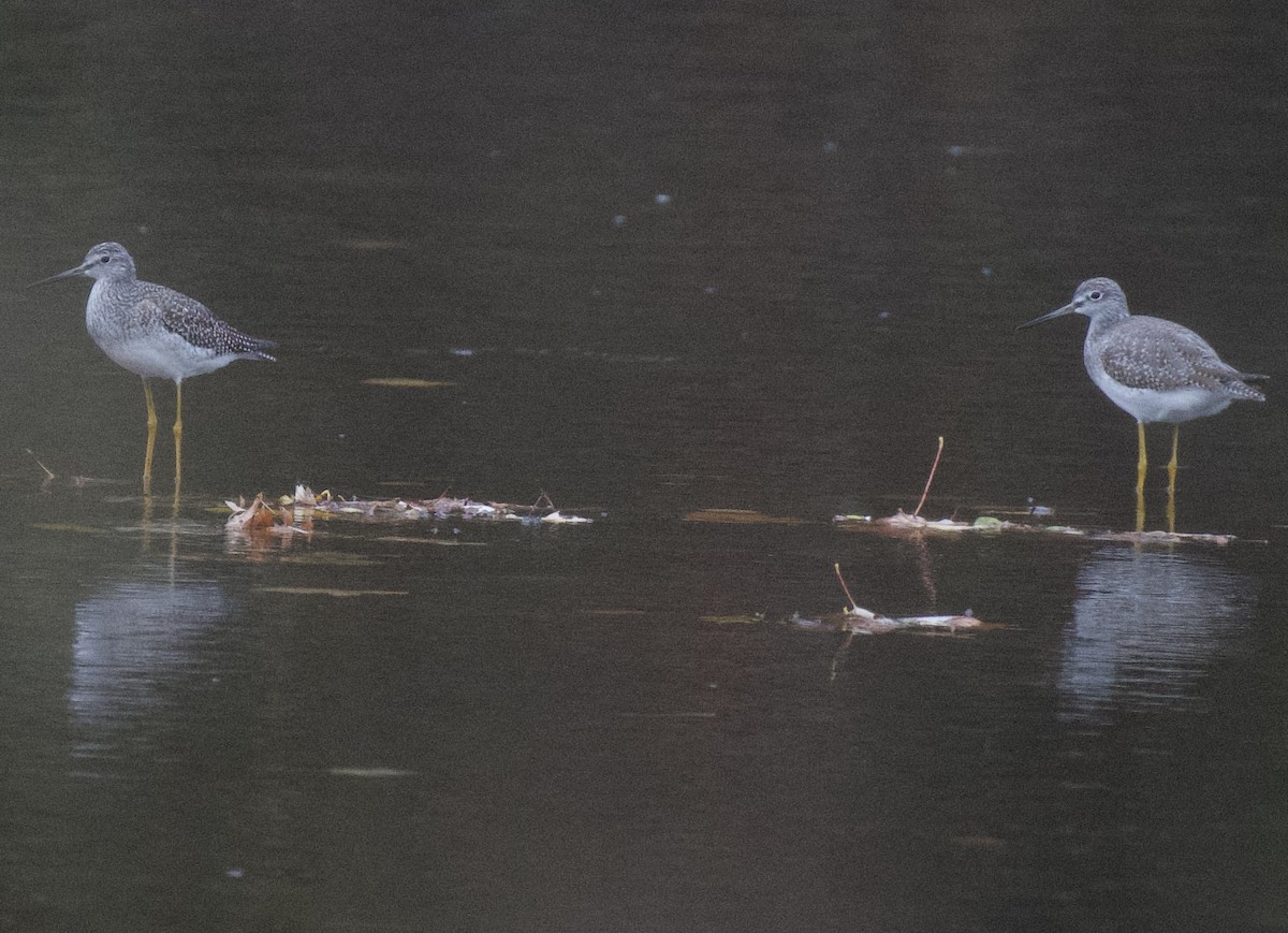 Greater Yellowlegs - ML644474127