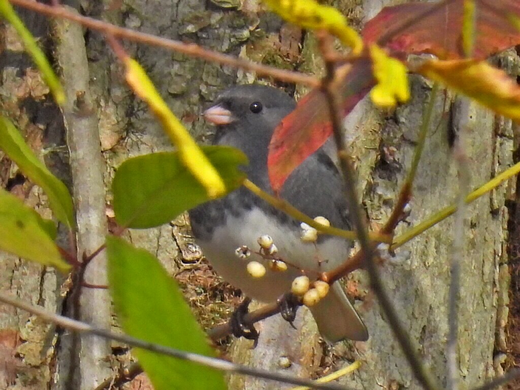 ユキヒメドリ - ML644474128