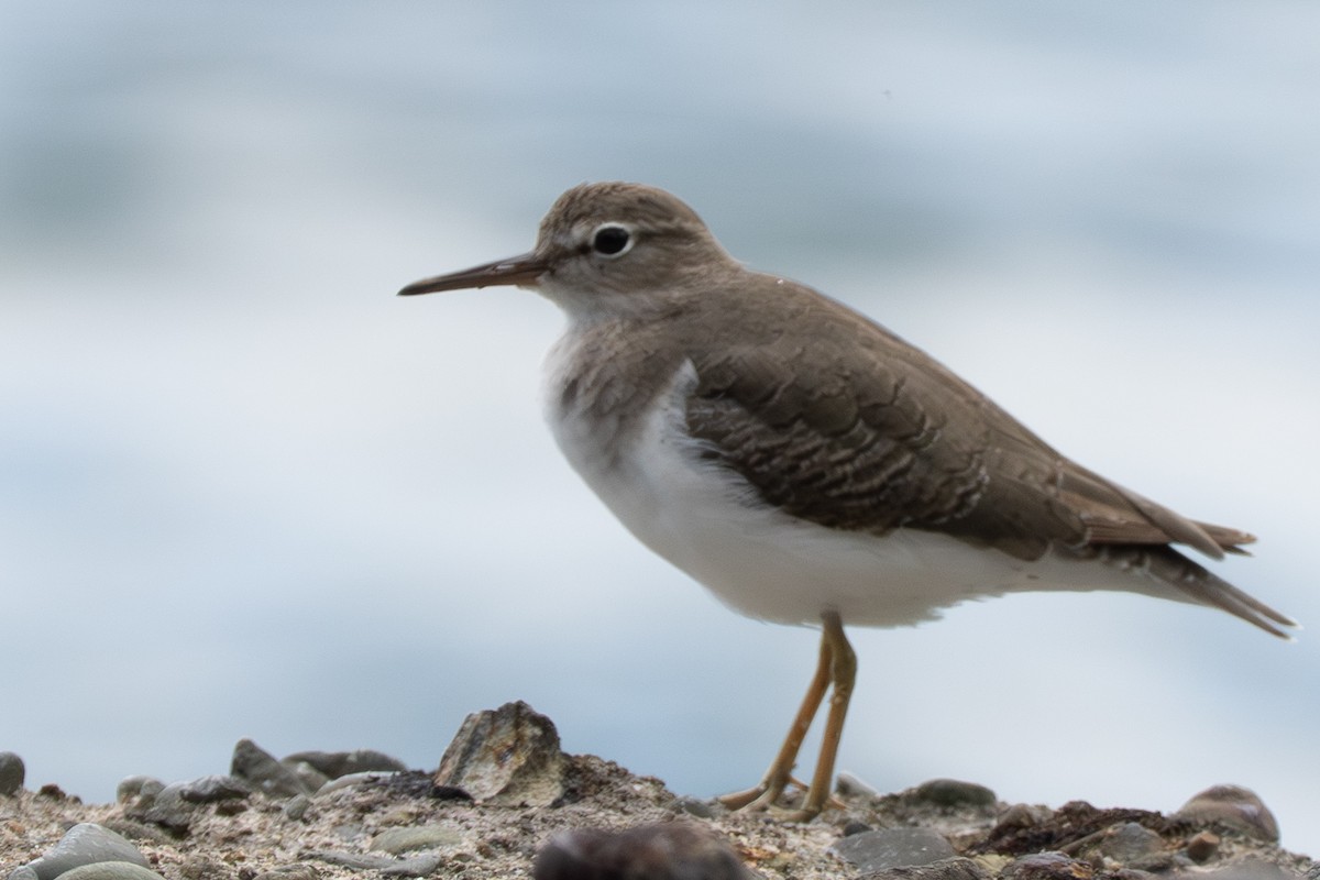 Spotted Sandpiper - ML644474135