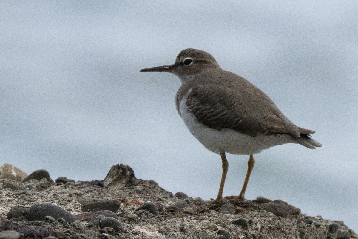 Spotted Sandpiper - ML644474136