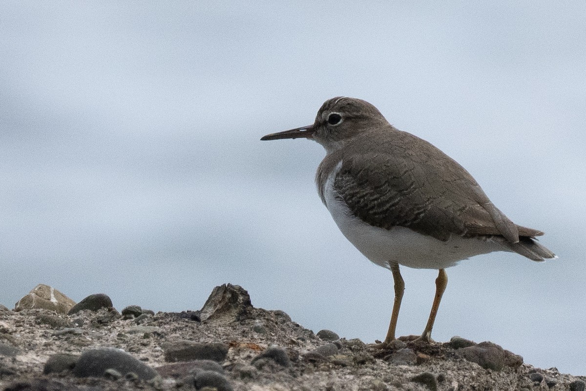Spotted Sandpiper - ML644474137