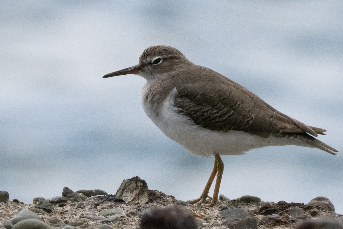 Spotted Sandpiper - ML644474138