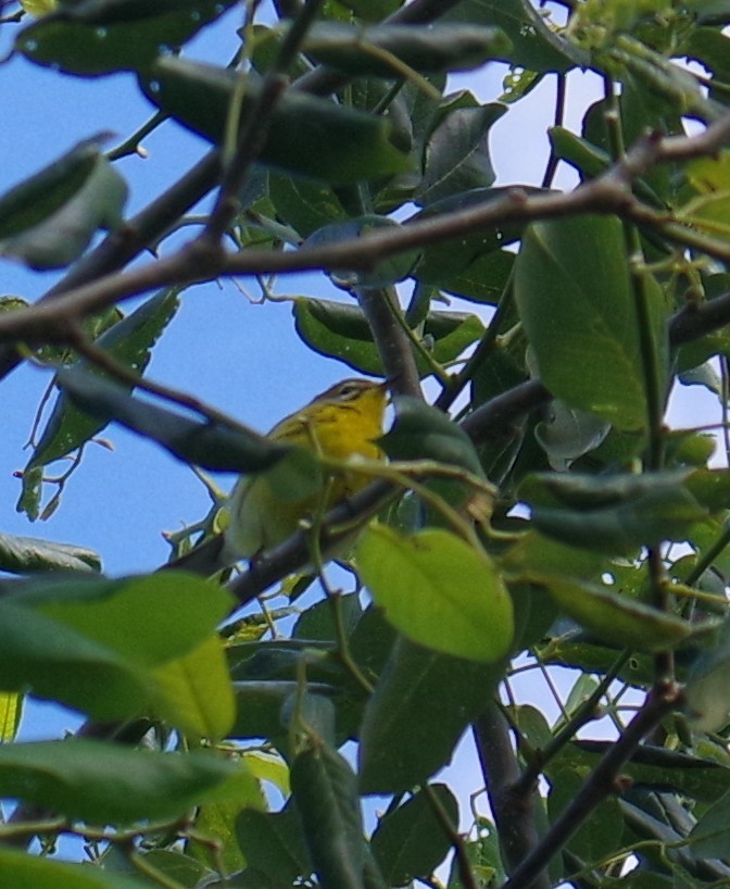 Paruline des prés - ML644474139