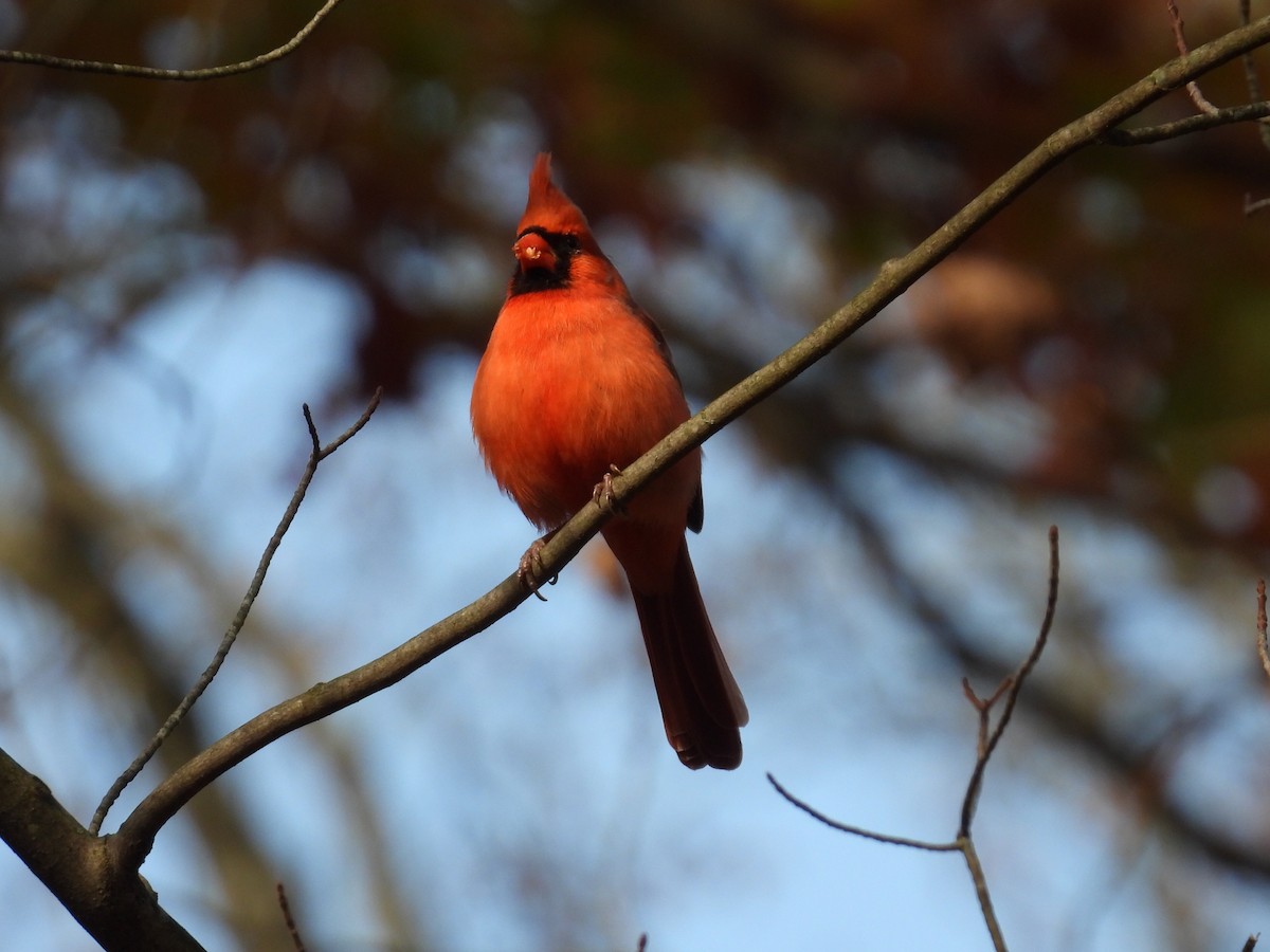 Northern Cardinal - ML644474140