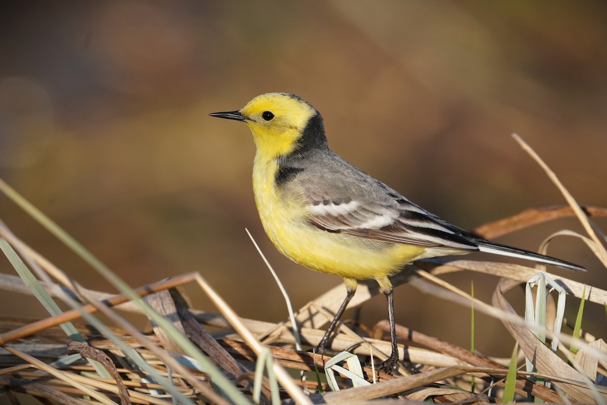 Citrine Wagtail - ML644474144