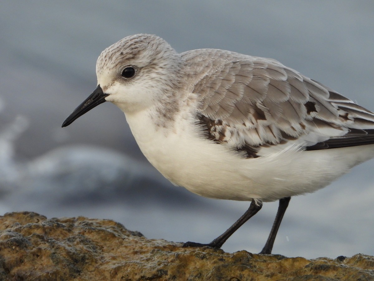 Гурвалж элсэг - ML644474145