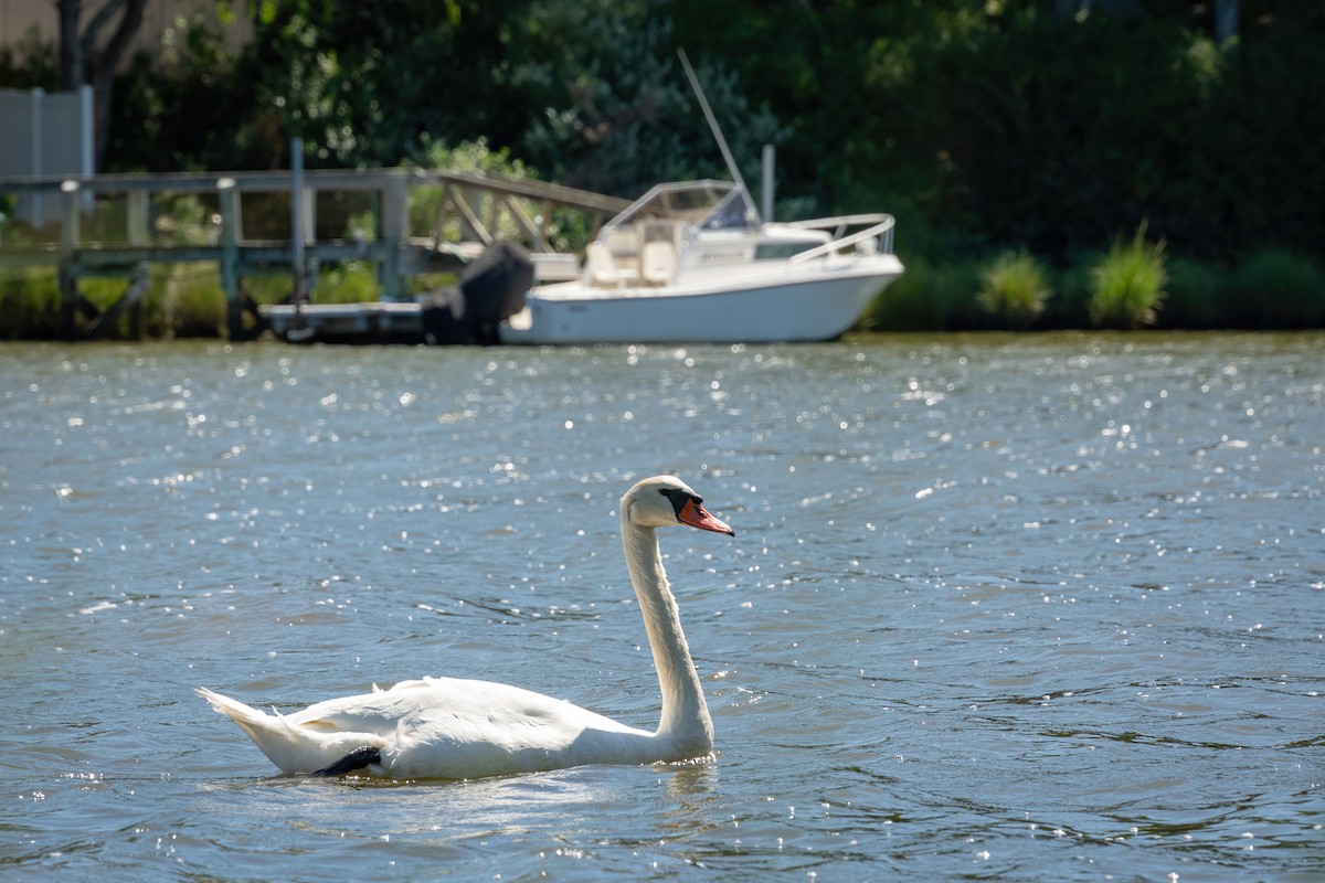Mute Swan - ML644474149