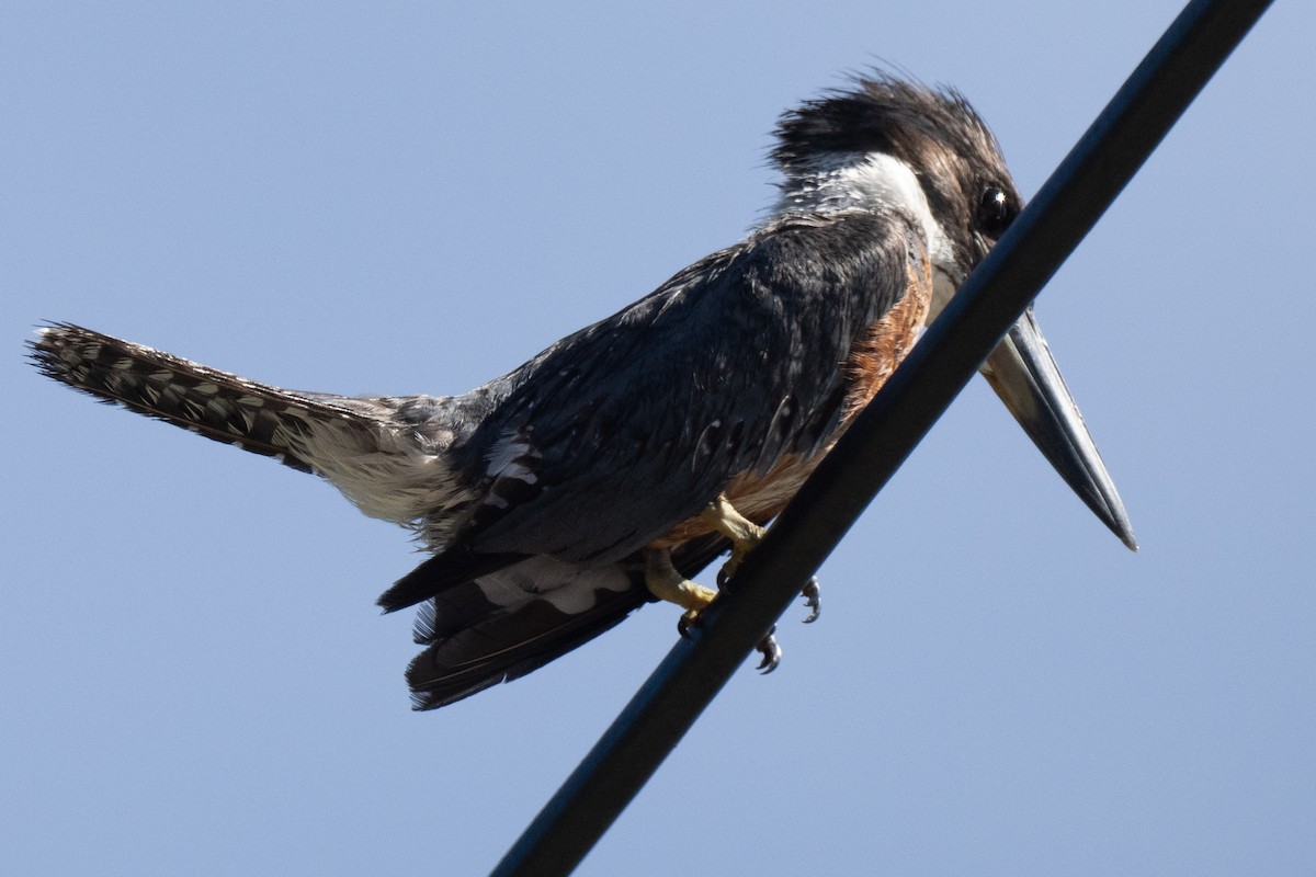 Ringed Kingfisher - ML644474151