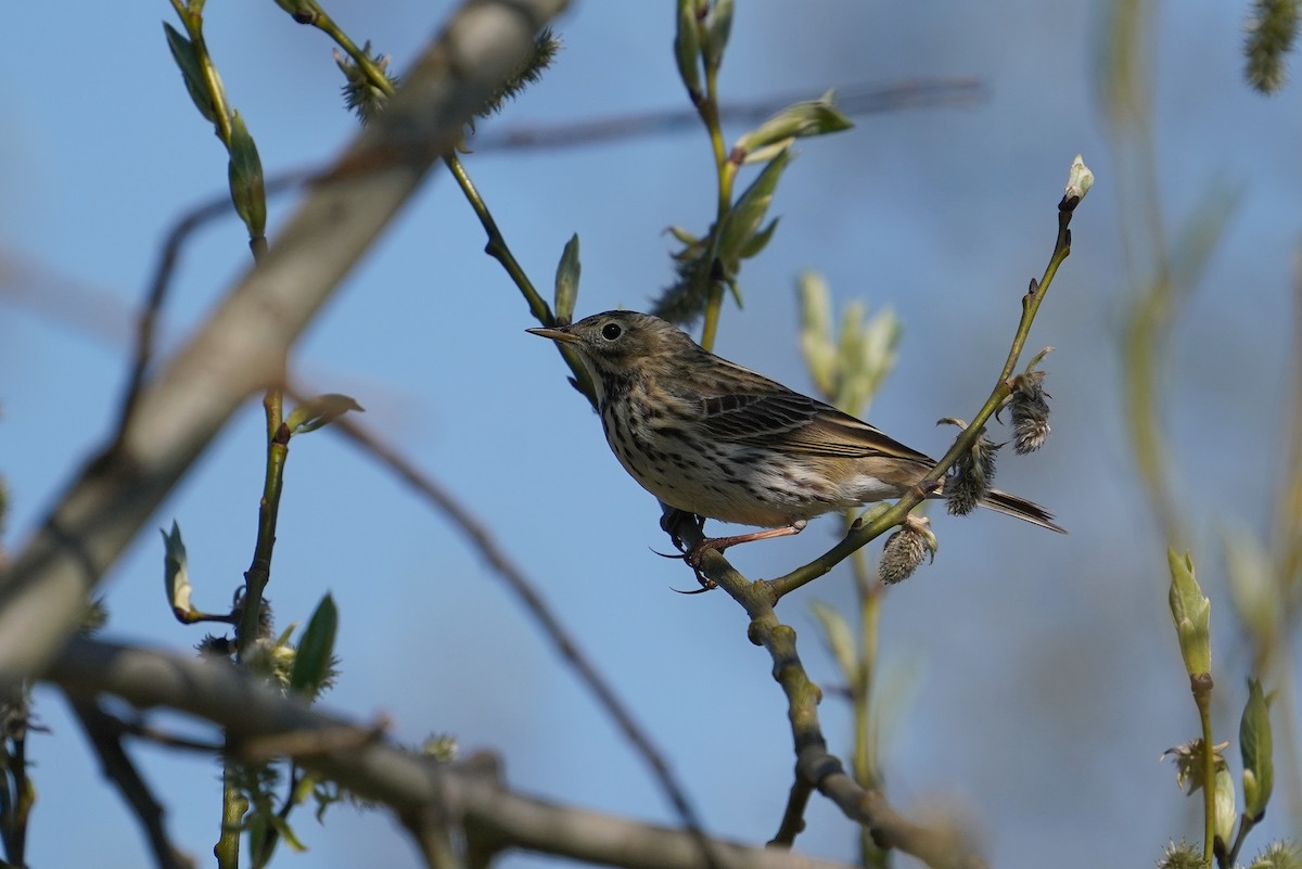 linduška luční - ML644474153