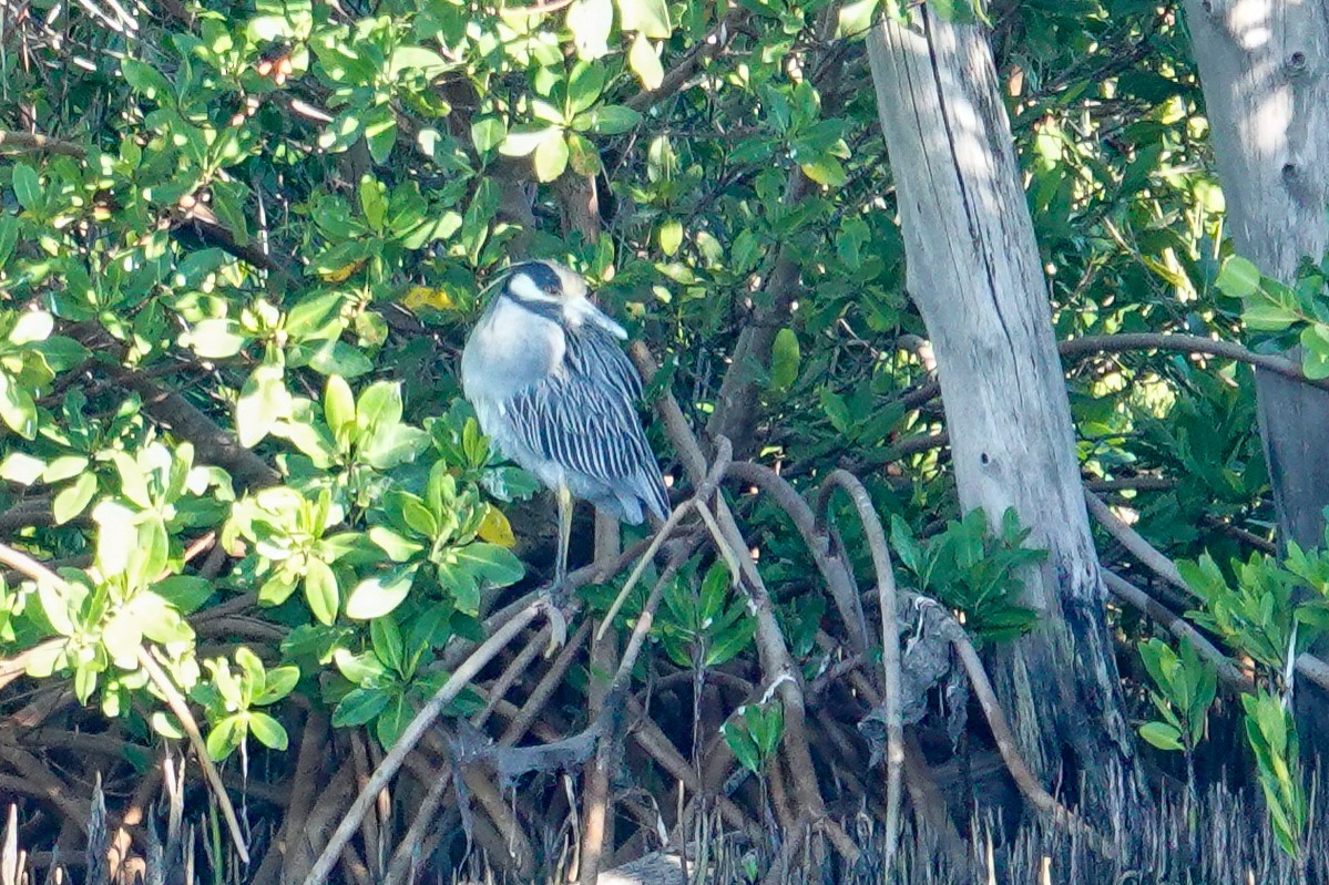 Yellow-crowned Night Heron - ML644474154