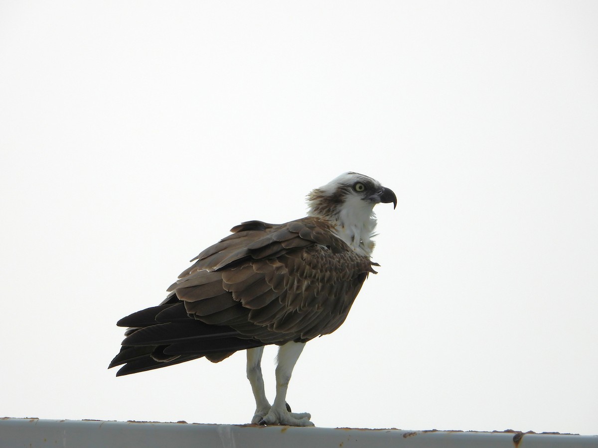 Загасч явлаг - ML644474162