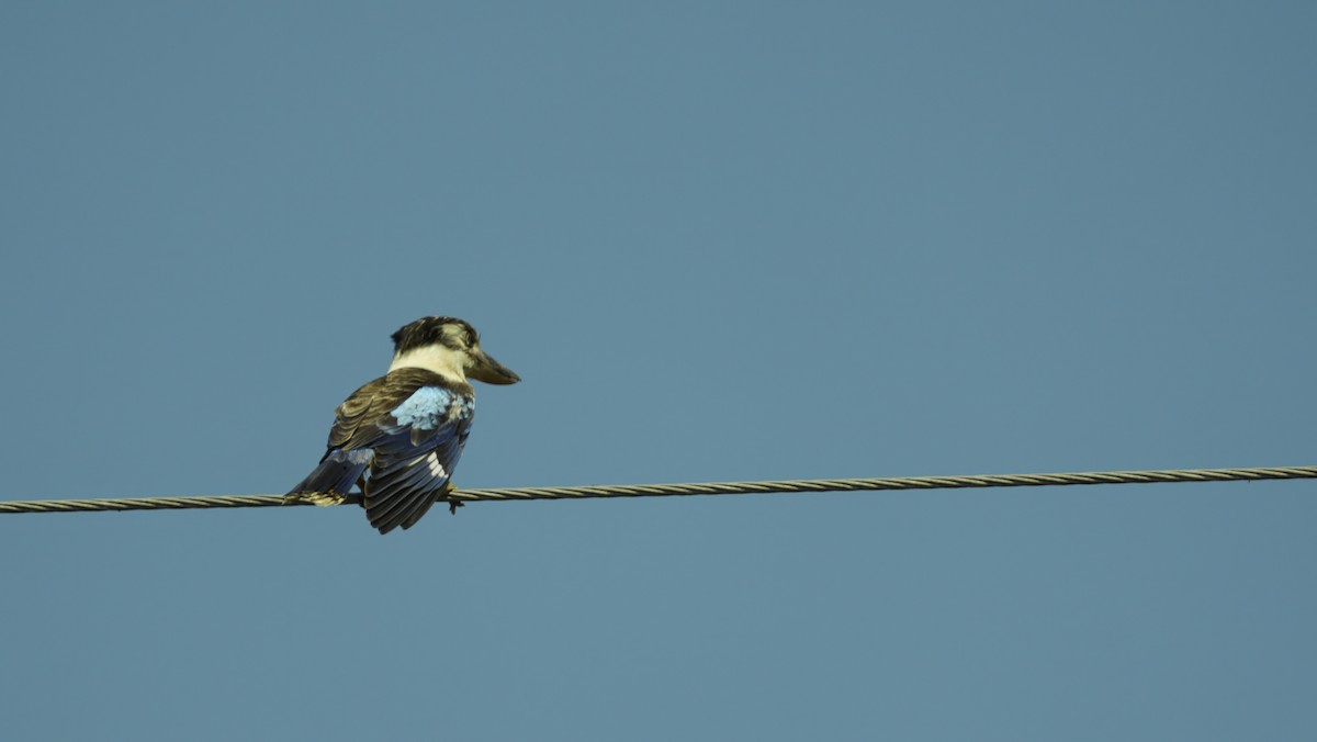 Blue-winged Kookaburra - ML644474163