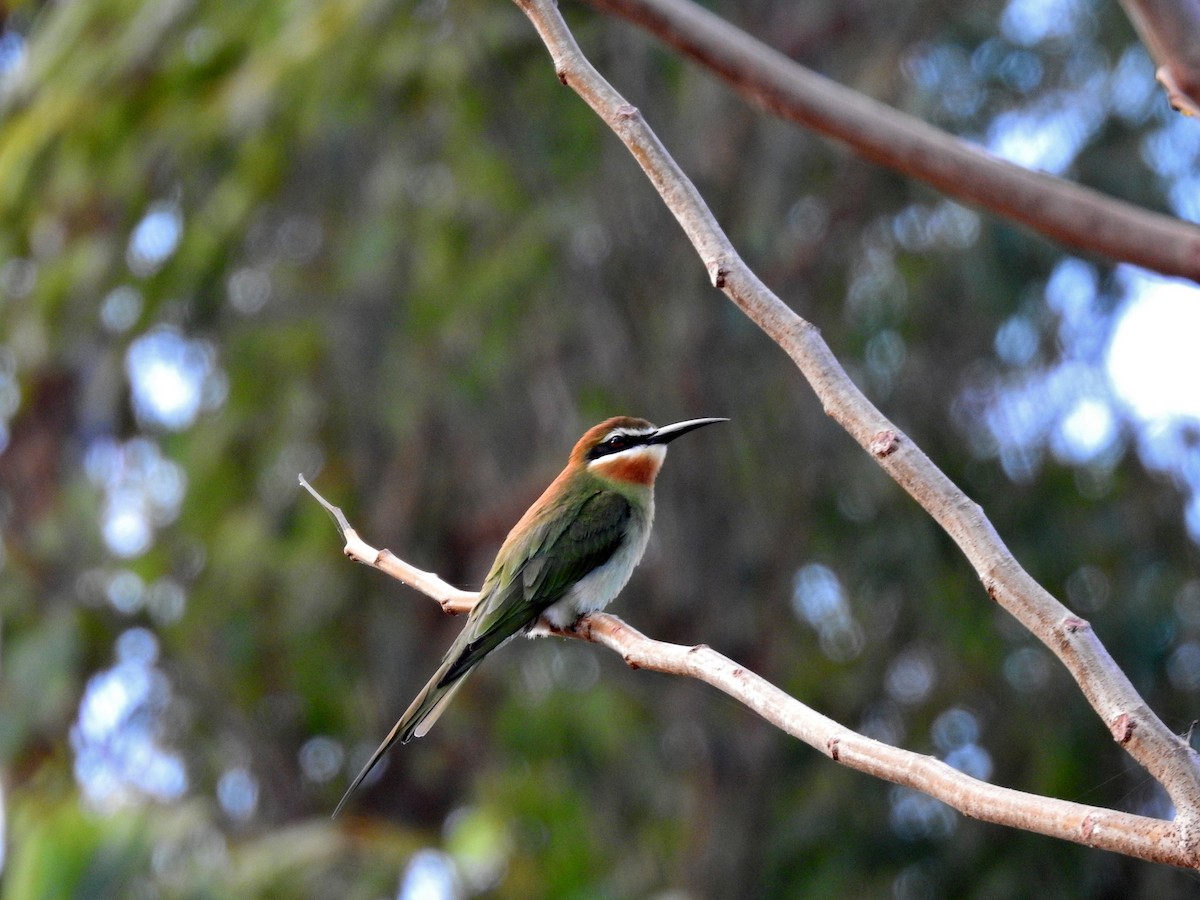 Olive Bee-eater - ML644474167