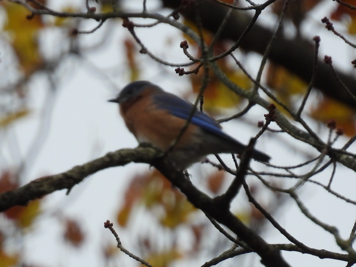 ルリツグミ - ML644474168