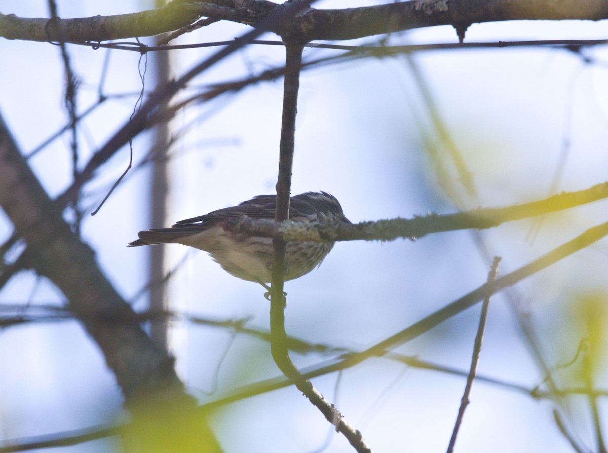 purpurfink - ML644474169