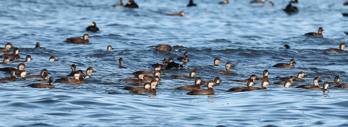 Black Scoter - ML644474179