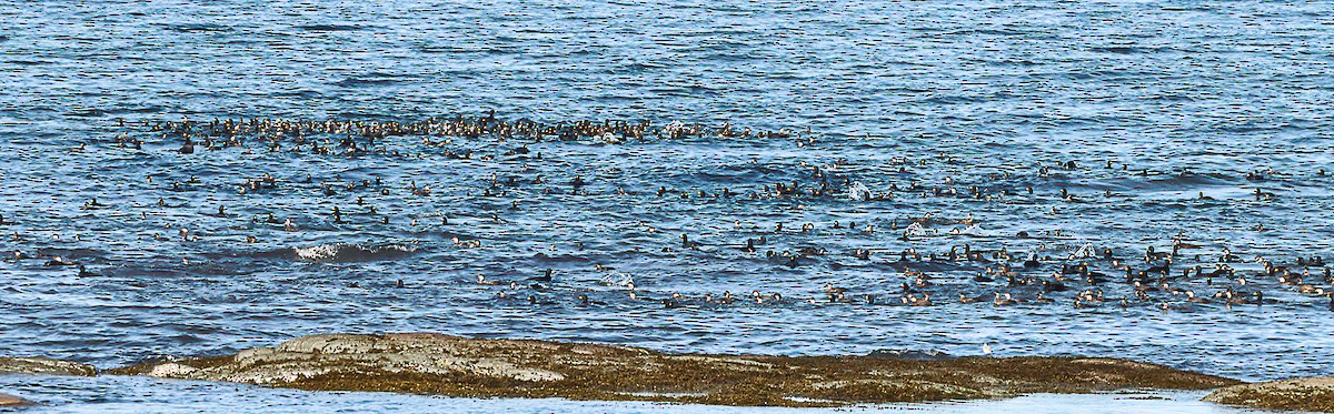 Black Scoter - ML644474181