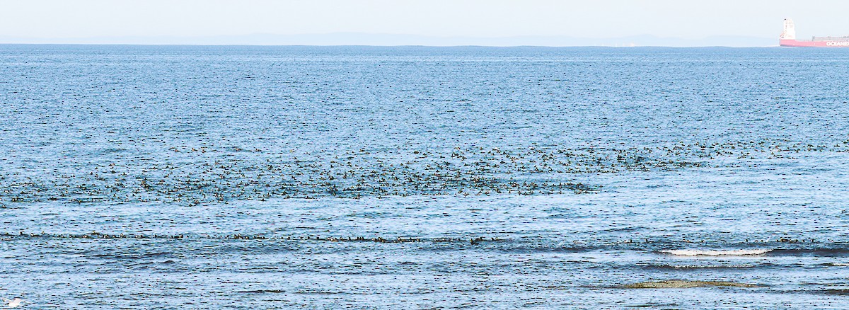 Black Scoter - ML644474182