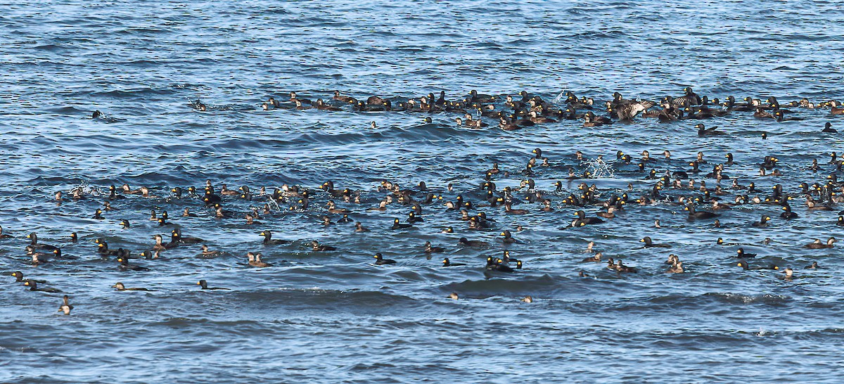 Black Scoter - ML644474183