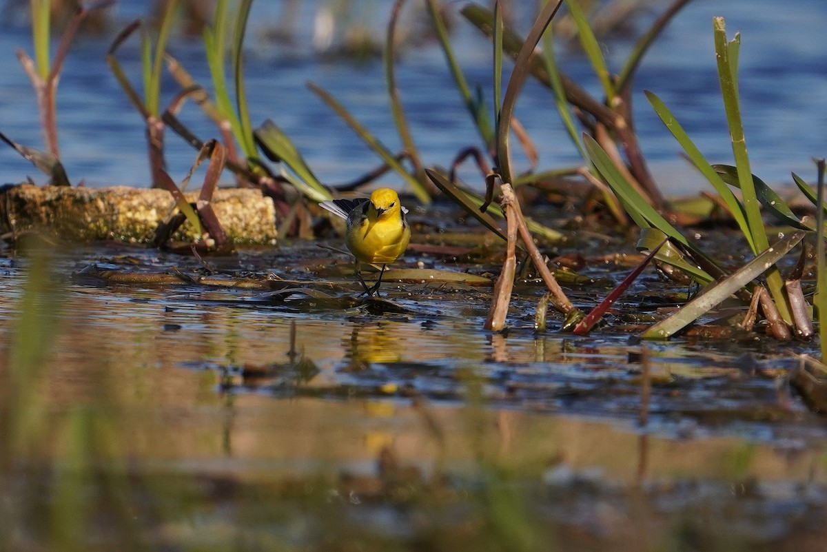 Citrine Wagtail - ML644474187