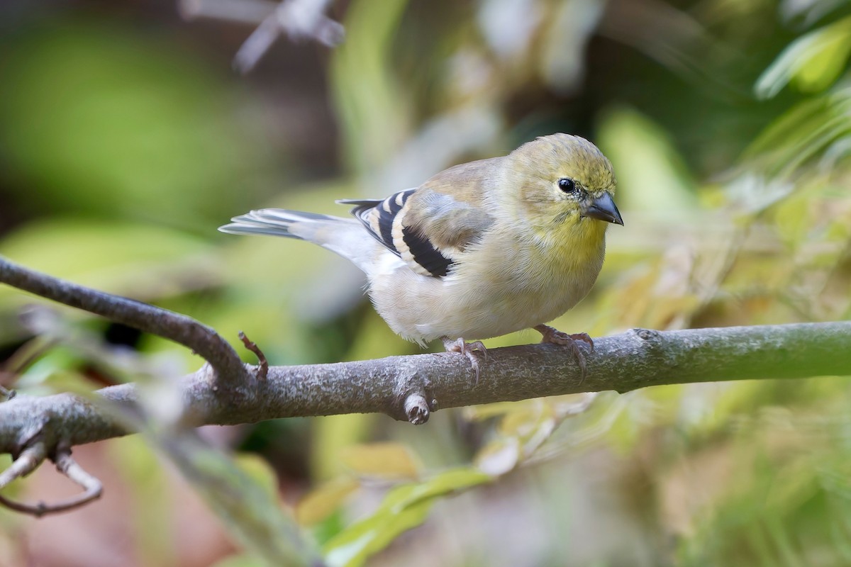 オウゴンヒワ - ML644474192