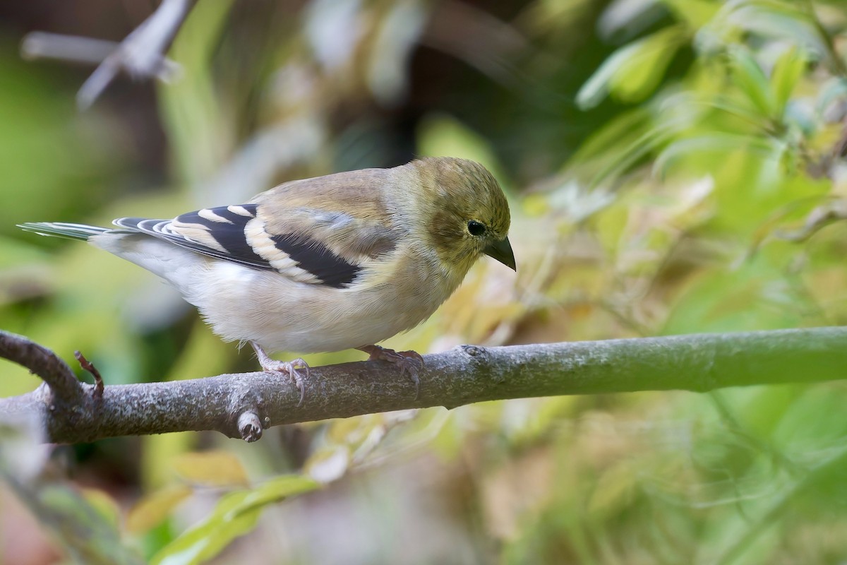 オウゴンヒワ - ML644474193